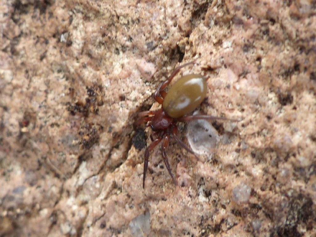 Zelotes callidus? - Santa Teresa Gallura (OT)